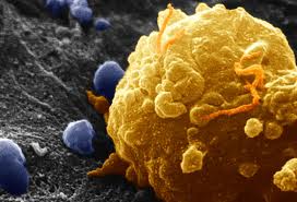 Природный противораковый механизм может блокировать большинство типов рака 