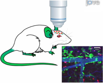 Благодаря новой технологии ученые имеют возможность проследить все стадии развития рака у лабораторных мышей