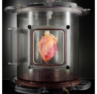 Искусственное сердце, пригодное для пересадки, впервые выращено в Массачусетском госпитале